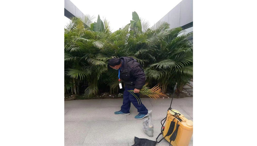 綠化修剪和維護服務